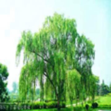 White Willow Bark Extract